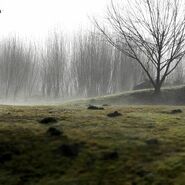Noam Braun | Fotografien | Energieweiden im Nebel